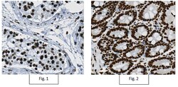 MilliporeSigma Mouse anti-BPTF, Clone: 15B1.1, 100&mu;g:Antibodies, Monoclonal